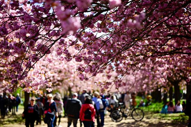 People take a walk at the so-called Kirschbluetenallee (cherry blossom alley) at the Asahi-gardens in Teltow near Berlin on April 26, 2026. (Photo by Tobias Schwarz / AFP)