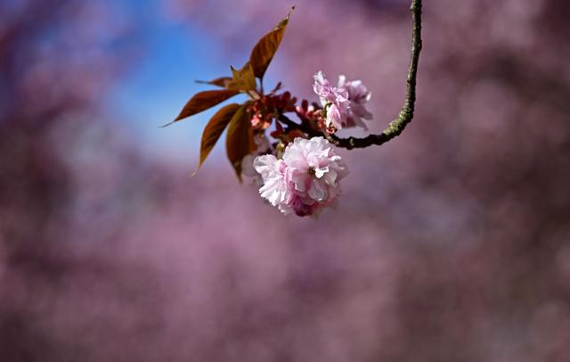Cherry trees are pictured at the so-called Kirschbluetenallee (cherry blossom alley) at the Asahi-gardens in Teltow near Berlin on April 26, 2026. (Photo by Tobias Schwarz / AFP)