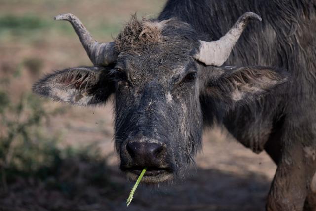 A local water buffalo feeds in the Iraqi Hawizeh Marsh in Maysan province, southern Iraq, after water returned due to rainfall following a long period of drought on April 26, 2026. Hawizeh is a transboundary marsh shared by Iraq and Iran. (Photo by Hussein FALEH / AFP)