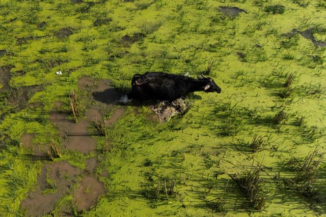 Buffalo feed as they wade through the Iraqi Hawizeh Marsh in Maysan province, southern Iraq, after water returned due to rainfall following a long period of drought on April 26, 2026. Hawizeh is a transboundary marsh shared by Iraq and Iran. (Photo by Hussein FALEH / AFP)