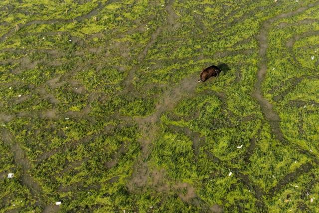 Buffalo feed as they wade through the Iraqi Hawizeh Marsh in Maysan province, southern Iraq, after water returned due to rainfall following a long period of drought on April 26, 2026. Hawizeh is a transboundary marsh shared by Iraq and Iran. (Photo by Hussein FALEH / AFP)