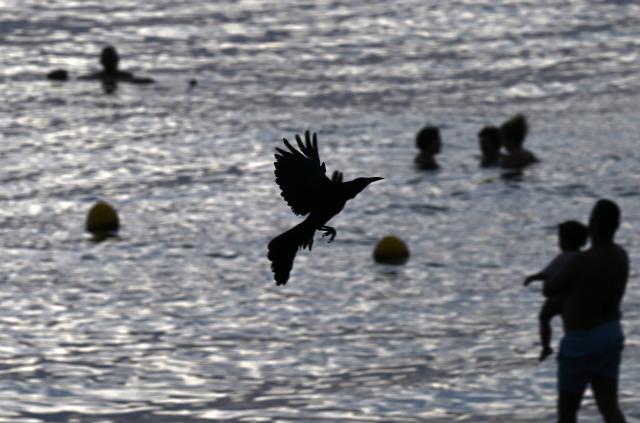 A bird flies over Pozos Colorados Beach in Santa Marta, Colombia, on April 26, 2026, during the International Conference on the Just Transition Away from Fossil Fuels. (Photo by Raul ARBOLEDA / AFP)