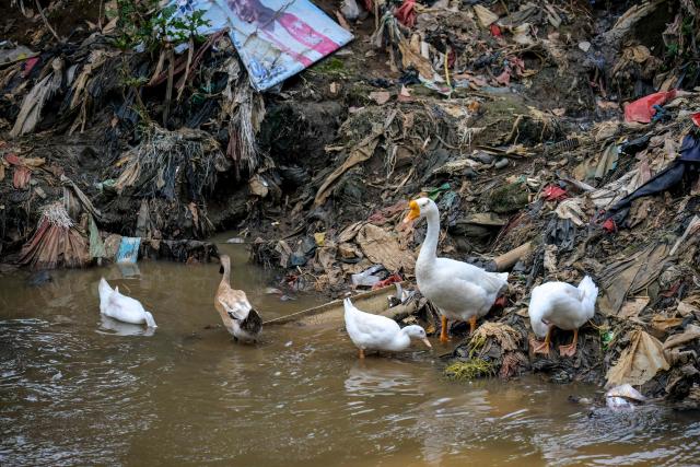 Ducks forage for food on the banks of a river polluted by household waste in Jakarta on April 27, 2026. (Photo by BAY ISMOYO / AFP)