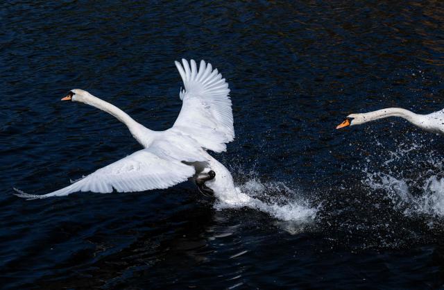 Two swans take flight in Berlin's Landwehrkanal on April 27, 2026. (Photo by John MACDOUGALL / AFP)