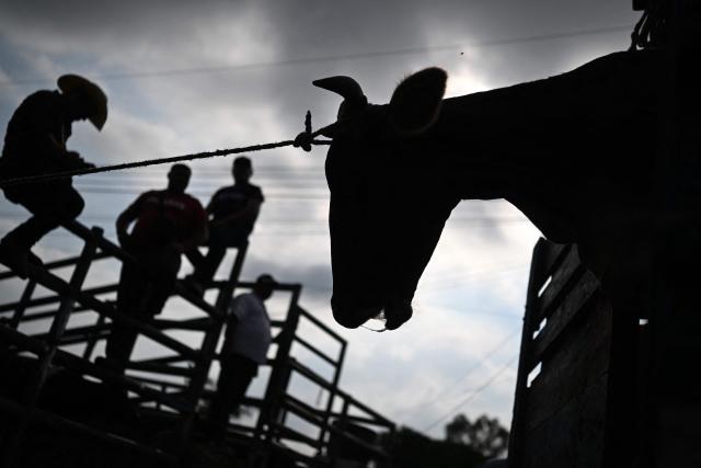 A silhouette of a cow is seen during the weekly municipal market known as the Tiangue in San Rafael Cedros, Cuscatlan department, El Salvador, on April 18, 2026. At the traditional San Rafael Cedros market, which spans an area nearly the size of two football fields, cattle, horses, pigs, rabbits, poultry and goats are bought and sold. Unlike most commercial spaces, there are no banks, credit cards or electronic transfers here: cash is the only means of payment. When money runs short, barter fills the gap. (Photo by Marvin RECINOS / AFP)