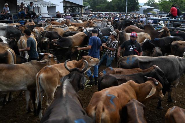 Livestock vendors trade cattle during the weekly municipal market known as the Tiangue in San Rafael Cedros, Cuscatlan department, El Salvador on April 18, 2026. At the traditional San Rafael Cedros market, which spans an area nearly the size of two football fields, cattle, horses, pigs, rabbits, poultry and goats are bought and sold. Unlike most commercial spaces, there are no banks, credit cards or electronic transfers here: cash is the only means of payment. When money runs short, barter fills the gap. (Photo by Marvin RECINOS / AFP)