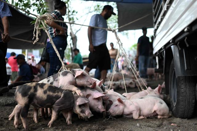 Pigs are traded at the municipal market known as the Tiangue in San Rafael Cedros, Cuscatlan department, El Salvador, on April 18, 2026. At the traditional San Rafael Cedros market, which spans an area nearly the size of two football fields, cattle, horses, pigs, rabbits, poultry and goats are bought and sold. Unlike most commercial spaces, there are no banks, credit cards or electronic transfers here: cash is the only means of payment. When money runs short, barter fills the gap. (Photo by Marvin RECINOS / AFP)