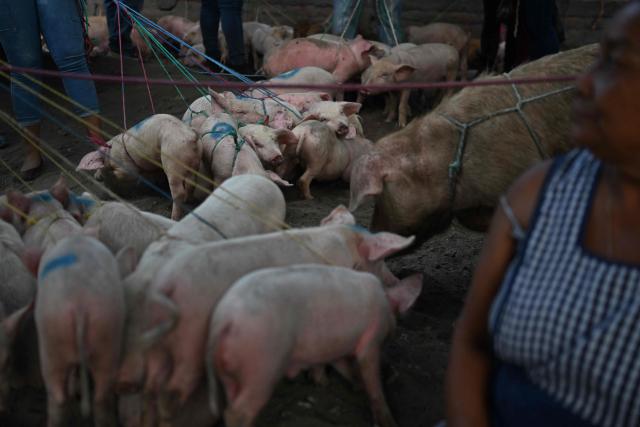 Pigs are traded at the municipal market known as the Tiangue in San Rafael Cedros, Cuscatlan department, El Salvador, on April 18, 2026. At the traditional San Rafael Cedros market, which spans an area nearly the size of two football fields, cattle, horses, pigs, rabbits, poultry and goats are bought and sold. Unlike most commercial spaces, there are no banks, credit cards or electronic transfers here: cash is the only means of payment. When money runs short, barter fills the gap. (Photo by Marvin RECINOS / AFP)