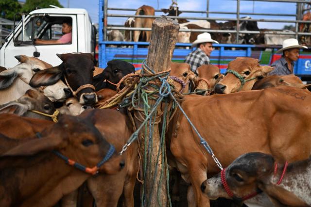 Livestock vendors trade cattle during the weekly municipal market known as the Tiangue in San Rafael Cedros, Cuscatlan department, El Salvador on April 18, 2026. At the traditional San Rafael Cedros market, which spans an area nearly the size of two football fields, cattle, horses, pigs, rabbits, poultry and goats are bought and sold. Unlike most commercial spaces, there are no banks, credit cards or electronic transfers here: cash is the only means of payment. When money runs short, barter fills the gap. (Photo by Marvin RECINOS / AFP)