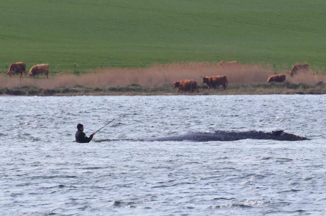 A man stands close to a stranded humpback whale in the Wismarer Bucht bay of the Baltic Sea off the island of Poel, northern Germany, on April 27, 2026. A private rescue attempt for the whale still goes on. The 13.5-metre (44-foot) humpback whale's ordeal first began in late March 2026 when it was spotted stuck on a sandbank near the city of Luebeck. It first freed itself only to become stuck again further east along the German coast. Earlier in April 2026 officials said they expected the animal to die, saying it had been too weakened by the odyssey to survive and make its way back to its natural habitat in the Atlantic. Coverage of the whale's struggle for survival and efforts to rescue it have gripped the German public, with some of the press calling the animal "Timmy". (Photo by Danny Gohlke / AFP)