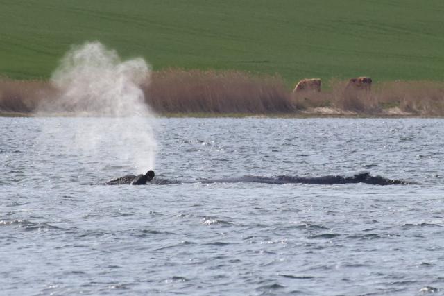 A man stands close to a stranded humpback whale in the Wismarer Bucht bay of the Baltic Sea off the island of Poel, northern Germany, on April 27, 2026. A private rescue attempt for the whale still goes on. The 13.5-metre (44-foot) humpback whale's ordeal first began in late March 2026 when it was spotted stuck on a sandbank near the city of Luebeck. It first freed itself only to become stuck again further east along the German coast. Earlier in April 2026 officials said they expected the animal to die, saying it had been too weakened by the odyssey to survive and make its way back to its natural habitat in the Atlantic. Coverage of the whale's struggle for survival and efforts to rescue it have gripped the German public, with some of the press calling the animal "Timmy". (Photo by Danny Gohlke / AFP)
