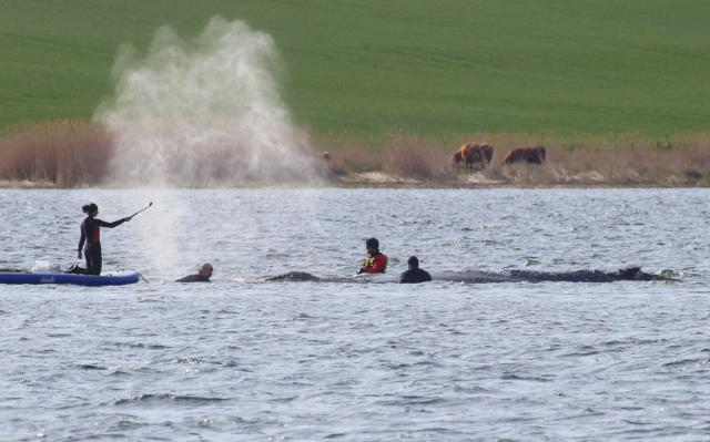 People stand close to a stranded humpback whale in the Wismarer Bucht bay of the Baltic Sea off the island of Poel, northern Germany, on April 27, 2026. A private rescue attempt for the whale still goes on. The 13.5-metre (44-foot) humpback whale's ordeal first began in late March 2026 when it was spotted stuck on a sandbank near the city of Luebeck. It first freed itself only to become stuck again further east along the German coast. Earlier in April 2026 officials said they expected the animal to die, saying it had been too weakened by the odyssey to survive and make its way back to its natural habitat in the Atlantic. Coverage of the whale's struggle for survival and efforts to rescue it have gripped the German public, with some of the press calling the animal "Timmy". (Photo by Danny Gohlke / AFP)