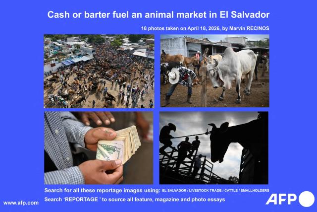 AFP presents a photo essay of 27 pictures by Marvin Recinos taken on April 18, 2026, of livestock vendors trading animals during the weekly municipal market known as the Tiangue in San Rafael Cedros, Cuscatlan department, El Salvador. At the traditional San Rafael Cedros market, which spans an area nearly the size of two football fields, cattle, horses, pigs, rabbits, poultry and goats are bought and sold. Unlike most commercial spaces, there are no banks, credit cards or electronic transfers here: cash is the only means of payment. When money runs short, barter fills the gap.
Search for all these reportage images using: EL SALVADOR - LIVESTOCK TRADE - CATTLE - SMALLHOLDERS
Search ‘REPORTAGE ’ to source all feature, magazine and photo essays. (Photo by Marvin RECINOS / AFP)