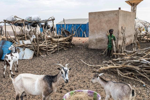 A refugee stands next to goats at M’berra refugee camp, which hosts 120,000 refugees fleeing violence and instability in Mali, in the Hodh Ech Chargui region of Mauritania, on April 27, 2026. Thousands of people have died in attacks in Mali since the jihadist turmoil erupted and tens of thousands of Malians have sought refuge in neighbouring countries, including Mauritania, in recent years. (Photo by PATRICK MEINHARDT / AFP)