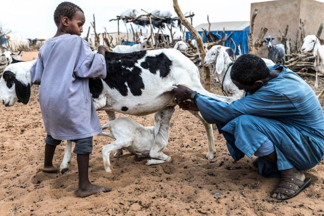 A kid suckles its goat mother’s milk at M’berra refugee camp, which hosts 120,000 refugees fleeing violence and instability in Mali, in the Hodh Ech Chargui region of Mauritania, on April 27, 2026. Thousands of people have died in attacks in Mali since the jihadist turmoil erupted and tens of thousands of Malians have sought refuge in neighbouring countries, including Mauritania, in recent years. (Photo by PATRICK MEINHARDT / AFP)