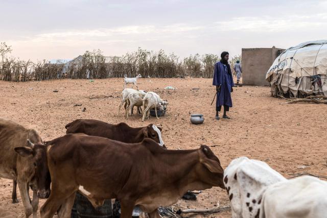 A refugee stands next to his goats at M’berra refugee camp, which hosts 120,000 refugees fleeing violence and instability in Mali, in the Hodh Ech Chargui region of Mauritania, on April 27, 2026. Thousands of people have died in attacks in Mali since the jihadist turmoil erupted and tens of thousands of Malians have sought refuge in neighbouring countries, including Mauritania, in recent years. (Photo by PATRICK MEINHARDT / AFP)