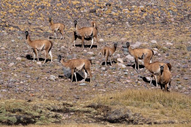 Guanacos are seen in the Andes Mountain in Calingasta, Argentina, on April 21, 2026. (Photo by Luis ROBAYO / AFP)