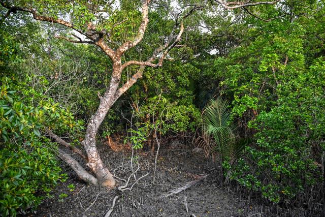 This photograph taken on March 30, 2026 shows a swamp forest inside the Sundarbans in at Dacope in Bangladesh's Khulna district, where dense mangrove terrain and muddy ground make it difficult for Royal Bengal tigers to hunt, contributing to challenges for their survival. Tigers are so feared in Bangladesh's vast Sundarban mangroves that locals invoke spirits to protect against them. But experts say it is the big cats themselves that need defending. (Photo by Munir UZ ZAMAN / AFP) / TO GO WITH 'Bangladesh-Environment-Sundarbans-Tiger' FOCUS