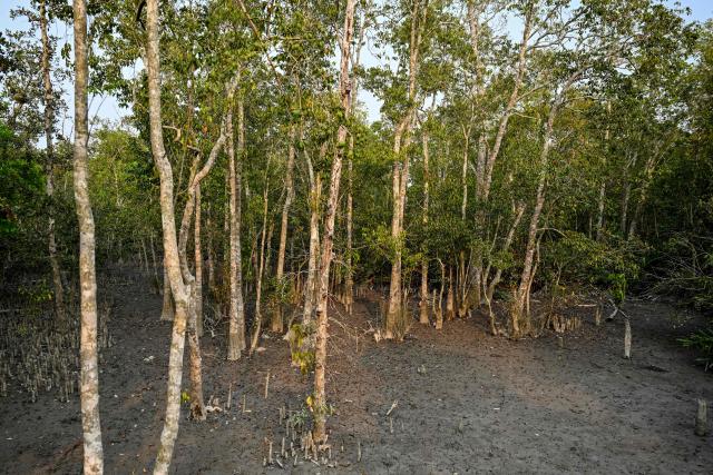 This photograph taken on March 30, 2026 shows a swamp forest inside the Sundarbans at Dacope in Bangladesh's Khulna district, where dense mangrove terrain and muddy ground make it difficult for Royal Bengal tigers to hunt, contributing to challenges for their survival. Tigers are so feared in Bangladesh's vast Sundarban mangroves that locals invoke spirits to protect against them. But experts say it is the big cats themselves that need defending. (Photo by Munir UZ ZAMAN / AFP) / TO GO WITH 'Bangladesh-Environment-Sundarbans-Tiger' FOCUS