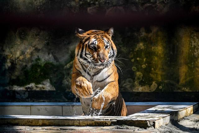 This photograph taken on April 7, 2026 shows a Royal Bengal tiger cooling off from the heat inside the Bangladesh National Zoo in Dhaka. Tigers are so feared in Bangladesh's vast Sundarban mangroves that locals invoke spirits to protect against them. But experts say it is the big cats themselves that need defending. (Photo by Munir UZ ZAMAN / AFP) / TO GO WITH 'Bangladesh-Environment-Sundarbans-Tiger' FOCUS