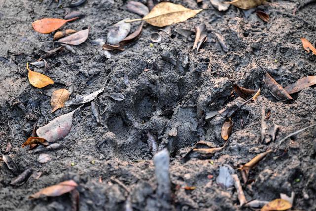 This photograph taken on March 30, 2026 shows the pugmark of a Royal Bengal tiger imprinted on mud inside the Sundarbans at Dacope in Bangladesh's Khulna district. Tigers are so feared in Bangladesh's vast Sundarban mangroves that locals invoke spirits to protect against them. But experts say it is the big cats themselves that need defending. (Photo by Munir UZ ZAMAN / AFP) / TO GO WITH 'Bangladesh-Environment-Sundarbans-Tiger' FOCUS