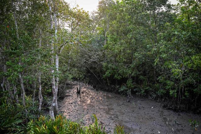 This photograph taken on March 30, 2026 shows a swamp forest inside the Sundarbans at Dacope in Bangladesh's Khulna district, where dense mangrove terrain and muddy ground make it difficult for Royal Bengal tigers to hunt, contributing to challenges for their survival. Tigers are so feared in Bangladesh's vast Sundarban mangroves that locals invoke spirits to protect against them. But experts say it is the big cats themselves that need defending. (Photo by Munir UZ ZAMAN / AFP) / TO GO WITH 'Bangladesh-Environment-Sundarbans-Tiger' FOCUS