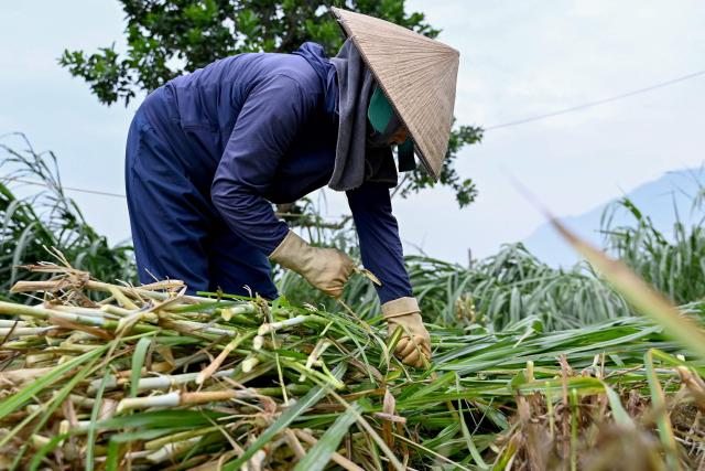 A woman bundles grass for cattle in a field on the outskirts of Hanoi on April 28, 2026. (Photo by Nhac NGUYEN / AFP)