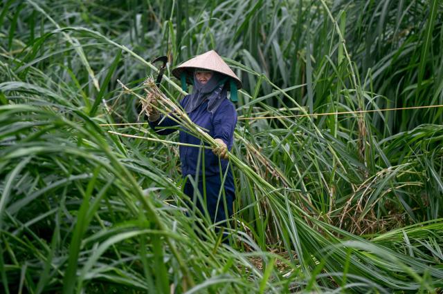 A woman harvests grass for cattle in a field on the outskirts of Hanoi on April 28, 2026. (Photo by Nhac NGUYEN / AFP)
