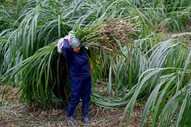 A woman carries a bundle of grass for cattle in a field on the outskirts of Hanoi on April 28, 2026. (Photo by Nhac NGUYEN / AFP)