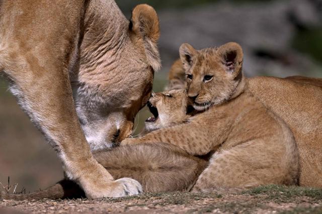 Two yet unnamed two month-old African Lion cubs play with their mother Asali as the cubs went on public display at the Werribee Open Range Zoo on Melbourne's outskirt on April 28, 2026. African Lions are classified as vulnerable on the International Union for Conservation of Nature’s Red List, with as few as 23,000 remaining in the wild across sub-Saharan Africa. (Photo by William WEST / AFP)