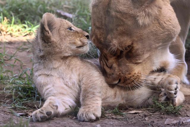 A yet unnamed two month-old African Lion cub is groomed by it's mother Asali (R) after two cubs went on public display at the Werribee Open Range Zoo on Melbourne's outskirt on April 28, 2026. African Lions are classified as vulnerable on the International Union for Conservation of Nature’s Red List, with as few as 23,000 remaining in the wild across sub-Saharan Africa. (Photo by William WEST / AFP)