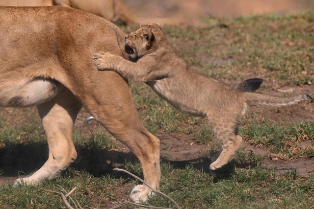 A yet unnamed two month-old African Lion cub leaps on it's mother Asali (R) after two cubs went on public display at the Werribee Open Range Zoo on Melbourne's outskirt on April 28, 2026. African Lions are classified as vulnerable on the International Union for Conservation of Nature’s Red List, with as few as 23,000 remaining in the wild across sub-Saharan Africa. (Photo by William WEST / AFP)