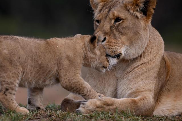 A yet unnamed two month-old African Lion cub bonds with its mother Asali as two cubs went on public display at the Werribee Open Range Zoo on Melbourne's outskirt on April 28, 2026. African Lions are classified as vulnerable on the International Union for Conservation of Nature’s Red List, with as few as 23,000 remaining in the wild across sub-Saharan Africa. (Photo by William WEST / AFP)