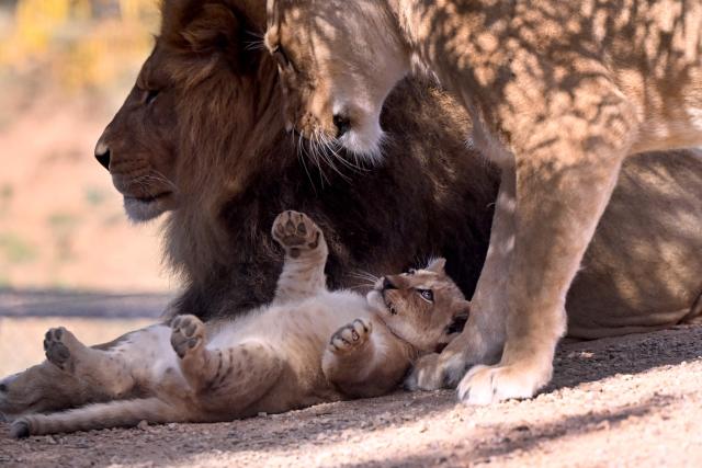 A two month-old African Lion cub plays with it's father Sheru (L) and mother Asali (R) after two cubs went on public display at the Werribee Open Range Zoo on Melbourne's outskirt on April 28, 2026. African Lions are classified as vulnerable on the International Union for Conservation of Nature’s Red List, with as few as 23,000 remaining in the wild across sub-Saharan Africa. (Photo by William WEST / AFP)