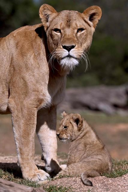 A yet unnamed two month-old African Lion cub is protected by its mother Asali as two cubs went on public display at the Werribee Open Range Zoo on Melbourne's outskirt on April 28, 2026. African Lions are classified as vulnerable on the International Union for Conservation of Nature’s Red List, with as few as 23,000 remaining in the wild across sub-Saharan Africa. (Photo by William WEST / AFP)