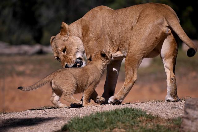 A yet unnamed two month-old African Lion cub attempts to suckle its mother Asali as two cubs went on public display at the Werribee Open Range Zoo on Melbourne's outskirt on April 28, 2026. African Lions are classified as vulnerable on the International Union for Conservation of Nature’s Red List, with as few as 23,000 remaining in the wild across sub-Saharan Africa. (Photo by William WEST / AFP)