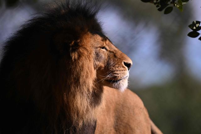An African Lion called Sheru looks out over the enclosure after two his two cubs went on public display at the Werribee Open Range Zoo on Melbourne's outskirt on April 28, 2026. African Lions are classified as vulnerable on the International Union for Conservation of Nature’s Red List, with as few as 23,000 remaining in the wild across sub-Saharan Africa. (Photo by William WEST / AFP)