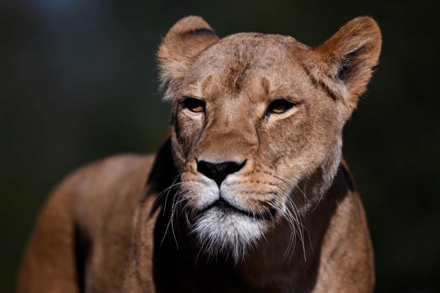 An African Lioness called Asali looks out over the enclosure after two her two cubs went on public display at the Werribee Open Range Zoo on Melbourne's outskirt on April 28, 2026. African Lions are classified as vulnerable on the International Union for Conservation of Nature’s Red List, with as few as 23,000 remaining in the wild across sub-Saharan Africa. (Photo by William WEST / AFP)