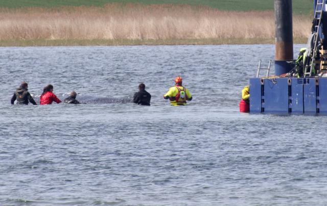People are seen close to a stranded humpback whale, guiding the animal to a special barge intended to bring it to the North Sea, in the Wismarer Bucht bay of the Baltic Sea off the island of Poel, northern Germany, close to the village of Faehrdorf-Hof, on April 28, 2026. A fresh rescue attempt is under way for a humpback whale which has been stranded off the country's Baltic Sea coast for over a month. The 13-metre (over 40 foot) whale and its struggle for survival have gripped Germany since the sea mammal beached on a sandbank near the city of Luebeck, far from its natural habitat. After several initial attempts failed, two entrepreneurs came forward to finance a new rescue bid which will involve loading the cetacean onto a special barge and carrying it out to deeper waters. (Photo by Wojtek RADWANSKI / AFP)
