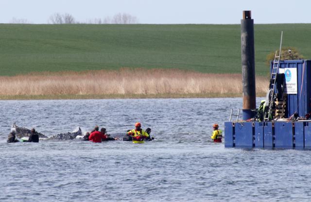 (ALTERNATIVE CROP) - People are seen close to a stranded humpback whale, guiding the animal to a special barge intended to bring it to the North Sea, in the Wismarer Bucht bay of the Baltic Sea off the island of Poel, northern Germany, close to the village of Faehrdorf-Hof, on April 28, 2026. A fresh rescue attempt is under way for a humpback whale which has been stranded off the country's Baltic Sea coast for over a month. The 13-metre (over 40 foot) whale and its struggle for survival have gripped Germany since the sea mammal beached on a sandbank near the city of Luebeck, far from its natural habitat. After several initial attempts failed, two entrepreneurs came forward to finance a new rescue bid which will involve loading the cetacean onto a special barge and carrying it out to deeper waters. (Photo by Danny Gohlke / AFP) / ALTERNATE CROP