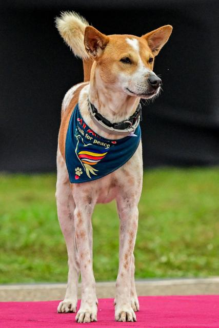 Vietnamese Buddhist monk Pannakara's pet dog Aloka, a stray rescued from India, watches during a ceremony at Independence Square in Colombo on April 28, 2026 during the final day of their 210-kilometre 'Walk for Peace'. A saffron-robed Buddhist monk ended a gruelling barefoot walk across Sri Lanka on April 28 with an impassioned appeal for world peace and kindness towards animals. (Photo by Ishara S. KODIKARA / AFP)