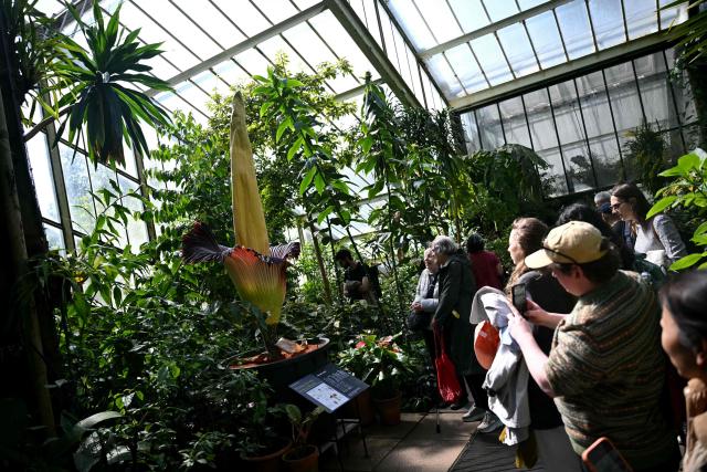 Members of the public take photographs of the flowering titan arum in bloom at the Princess of Wales Conservatory at Kew Gardens in south-west London on April 28, 2026. Titan arum - the smelliest plant in the world - takes several years to produce a flower that can grow up to three metres (9.8 ft.) in height, and is then in bloom for less than 48 hours. (Photo by JUSTIN TALLIS / AFP)