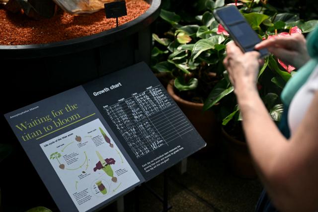 A member of the public takes a photograph of the growth chart of the flowering titan arum  at the Princess of Wales Conservatory at Kew Gardens in south-west London on April 28, 2026. Titan arum - the smelliest plant in the world - takes several years to produce a flower that can grow up to three metres (9.8 ft.) in height, and is then in bloom for less than 48 hours. (Photo by JUSTIN TALLIS / AFP)