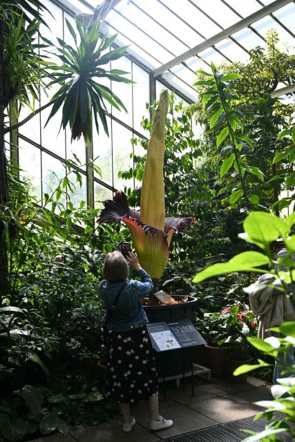 A member of the public takes a photograph of the flowering titan arum in bloom at the Princess of Wales Conservatory at Kew Gardens in south-west London on April 28, 2026. Titan arum - the smelliest plant in the world - takes several years to produce a flower that can grow up to three metres (9.8 ft.) in height, and is then in bloom for less than 48 hours. (Photo by JUSTIN TALLIS / AFP)
