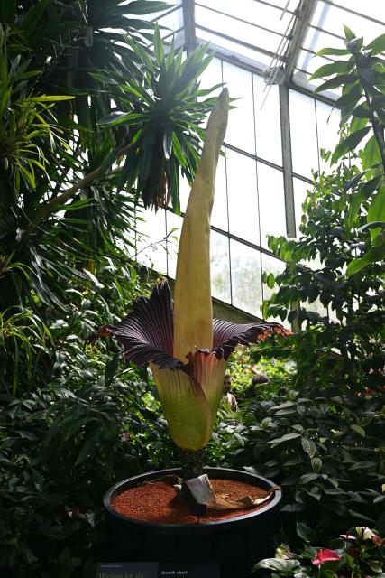 The flowering titan arum is pictured in bloom at the Princess of Wales Conservatory at Kew Gardens in south-west London on April 28, 2026. Titan arum - the smelliest plant in the world - takes several years to produce a flower that can grow up to three metres (9.8 ft.) in height, and is then in bloom for less than 48 hours. (Photo by JUSTIN TALLIS / AFP)