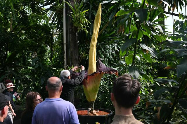 Members of the public take photographs of the flowering titan arum in bloom at the Princess of Wales Conservatory at Kew Gardens in south-west London on April 28, 2026. Titan arum - the smelliest plant in the world - takes several years to produce a flower that can grow up to three metres (9.8 ft.) in height, and is then in bloom for less than 48 hours. (Photo by JUSTIN TALLIS / AFP)