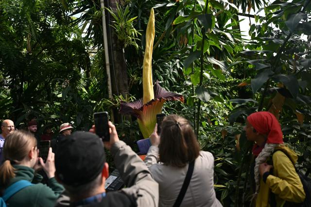 Members of the public take photographs of the flowering titan arum in bloom at the Princess of Wales Conservatory at Kew Gardens in south-west London on April 28, 2026. Titan arum - the smelliest plant in the world - takes several years to produce a flower that can grow up to three metres (9.8 ft.) in height, and is then in bloom for less than 48 hours. (Photo by JUSTIN TALLIS / AFP)