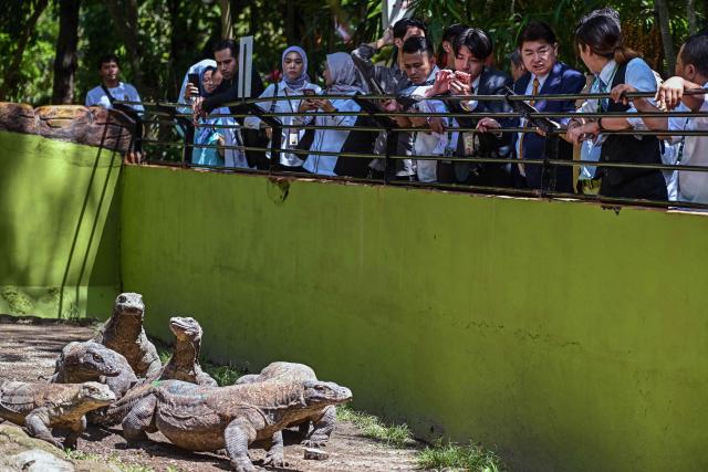 A delegation from Japan’s iZoo inspects the Komodo dragon enclosure at Surabaya Zoo in Surabaya on April 29, 2026. Indonesia will lend a pair of endangered breeding Komodo dragons to Japan under an agreement signed on April 29 between Surabaya Zoo and Japan's iZoo that emphasised the project's conservation merits. (Photo by JUNI KRISWANTO / AFP)