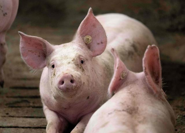 Pigs are pictured in their stable at a farmstead in Bermaringen, southwestern Germany, on April 29, 2026. (Photo by THOMAS KIENZLE / AFP)