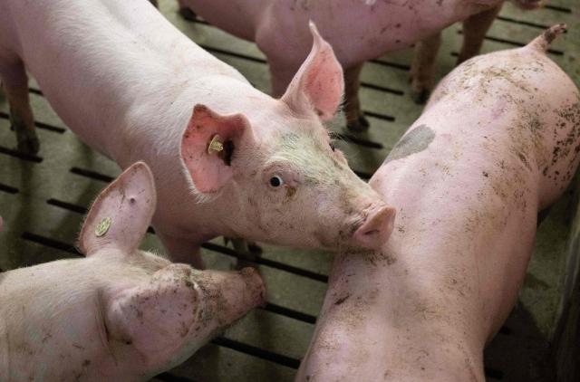 Pigs are pictured in their stable at a farmstead in Bermaringen, southwestern Germany, on April 29, 2026. (Photo by THOMAS KIENZLE / AFP)